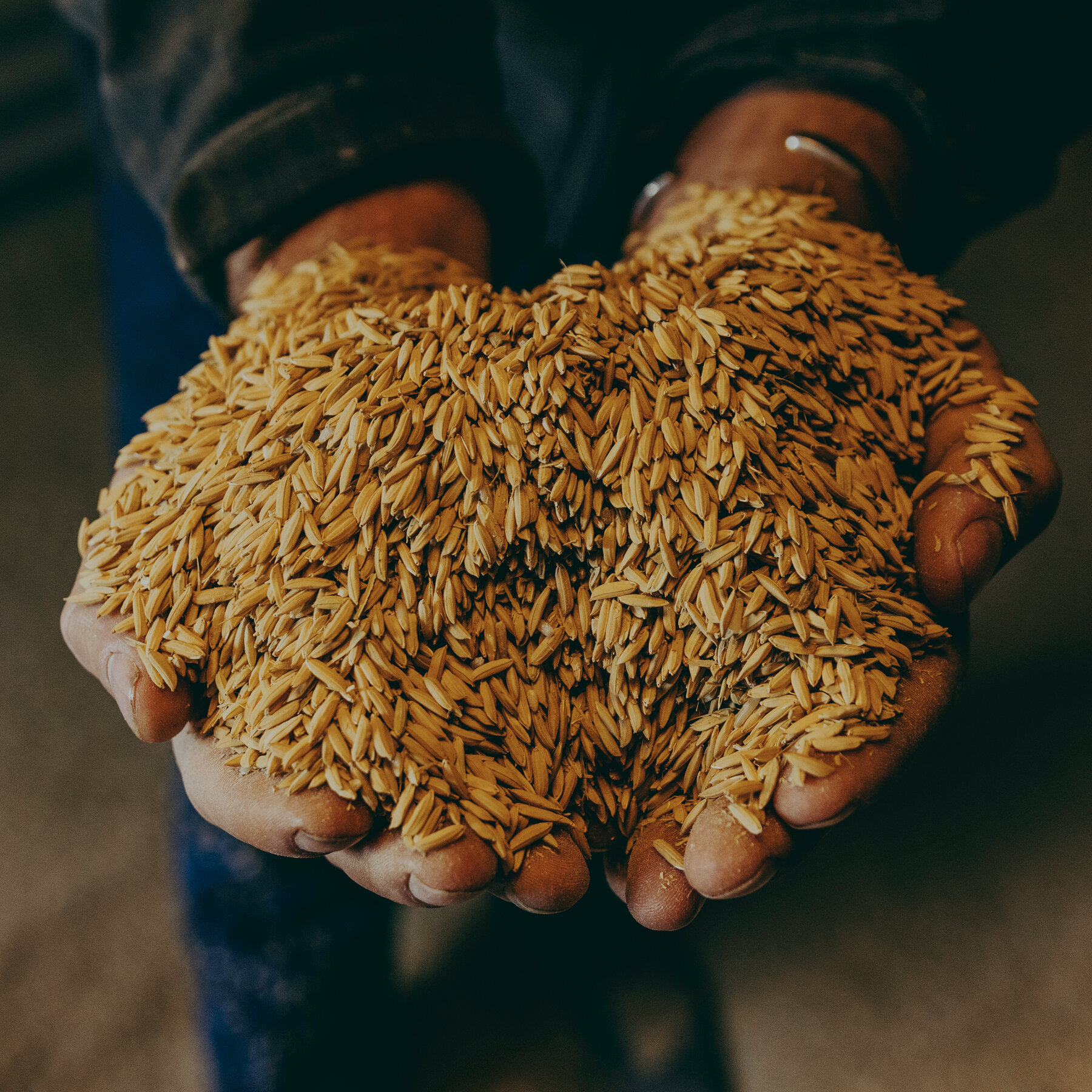 Hard Times in the Mississippi Delta as Farmers Consider Letting Crops Rot
